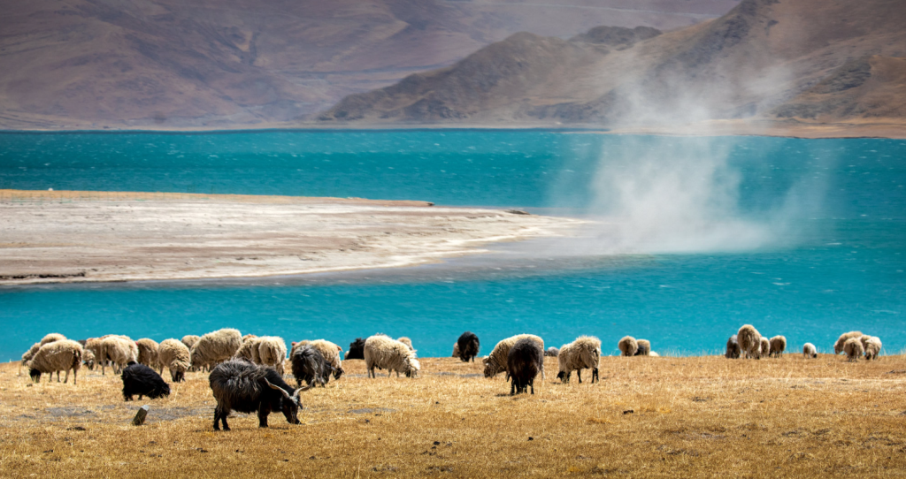 Lhasa - Gyantse -Shigatse - Everest Base Camp - Lhasa (8-day, 7-night trip) 羊湖