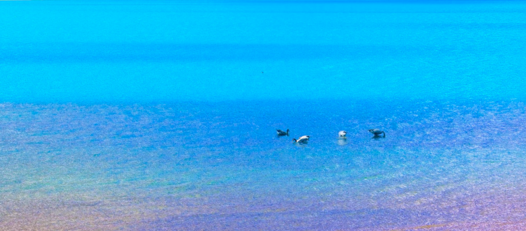 Lhasa-Gyantse-Shigatse (6-day, 5-night trip) 羊湖 (3)