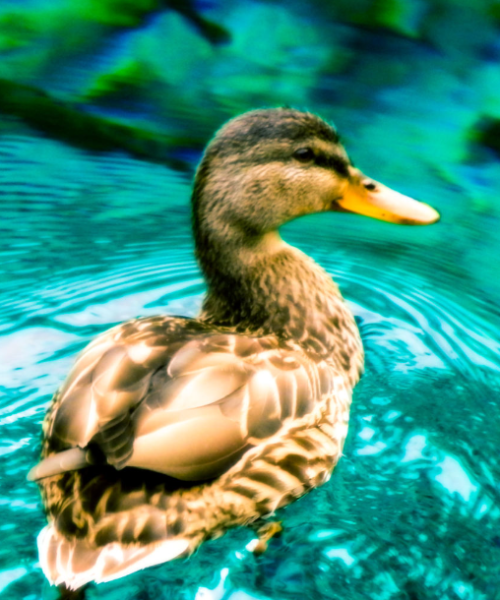 sichuan 九寨沟冬3